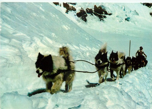 Squadra slitta cane svizzera - squadra,