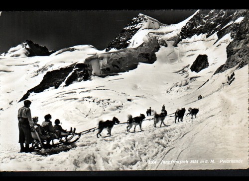 Jungfraujoch chiens - jungfraujoch, (suisse)